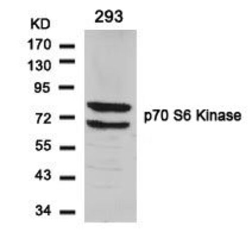 P70 S6 Kinase (Ab 424) Antibody