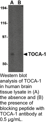 Antibody TOCA-1 0.1MG
