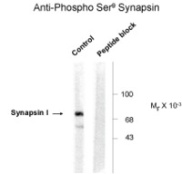 Anti-SYN1 Rabbit Polyclonal Antibody