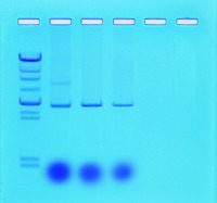 Mini-Prep Isolation of Plasmid DNA