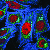 RedDot™2 Far-Red Nuclear Stain, 200X in DMSO, Biotium