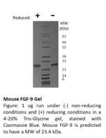 Mouse Recombinant FGF9 (from E. coli)