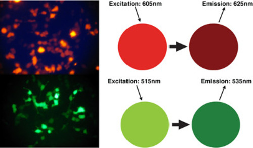 BIOSENSOR CYTOTOXIXITY ASSAY ATPMITO