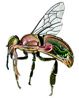 Somso® Honeybee Model