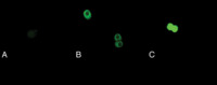 S-Glutathionylated Protein Detection Kit, Cayman Chemical Company