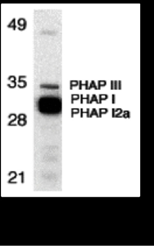 PHAP antibody