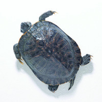 Preserved Turtles