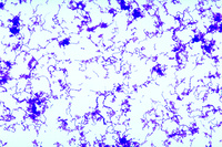 Ward's® Live Streptococcus pyogenes Culture - PATHOGEN