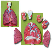 Somso® Thoracic Organs Model