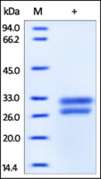 HMGB1 Recombinant Protein, His Tag, ProSci