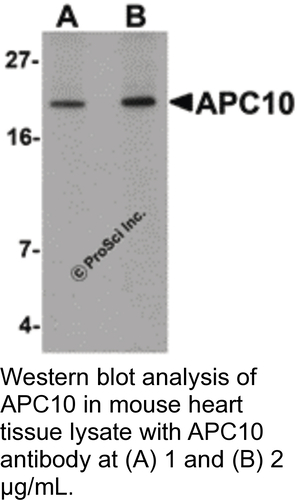 Antibody APC10 0.1MG