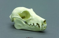 BoneClones® Animal Skulls, Mammals