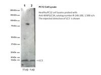 Anti-MAP1LC3A Rabbit Polyclonal Antibody