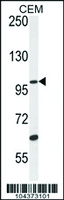 Anti-USP29 Rabbit Polyclonal Antibody