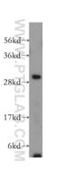 Anti-CREG1 Rabbit Polyclonal Antibody