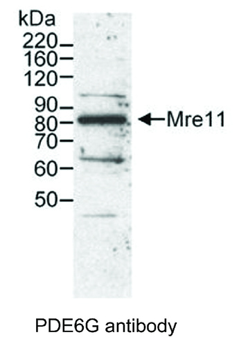 Rabbit Polyclonal antibody to PDE6G