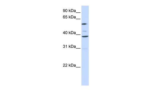SLC25A16 Antibody