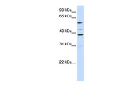 Anti-SLC25A16 Rabbit Polyclonal Antibody