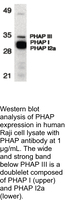 Anti-PHAP Rabbit Polyclonal Antibody