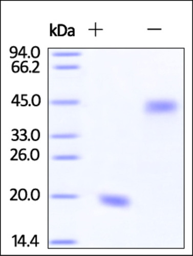VEGF 121 Recombinant Protein