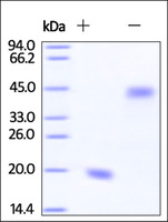 Human Recombinant VEGF121 (from HEK293 Cells)