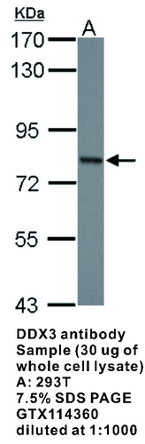 Rabbit Polyclonal antibody to DDX3 (DEAD (Asp-Glu-Ala-Asp) box polypeptide 3, X-linked)