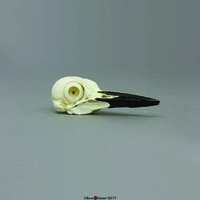BoneClones® Animal Skulls, Avian