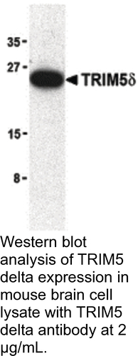 Antibody TRIM5 DELTA 0.1MG