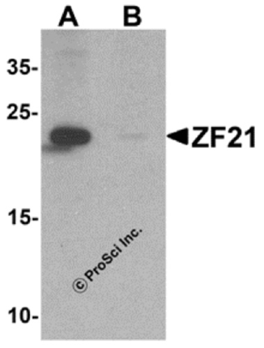 ZF21 antibody