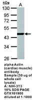 Anti-ACT1 Rabbit Polyclonal Antibody