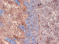 Anti-KCNB2 Mouse Monoclonal Antibody [clone: S37-89]