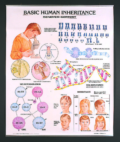 CHART BASIC HUMAN INHERITANCE 36 X 44