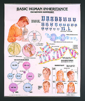 Denoyer-Geppert® Basic Human Inheritance Chart