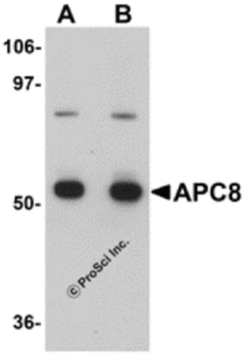 APC8 antibody