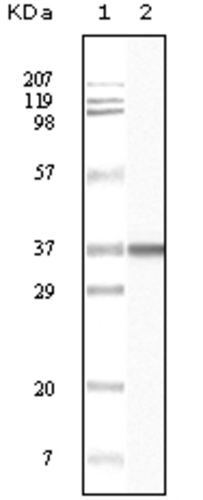 BLK Antibody [9D10B7H6/9D10A8F8]
