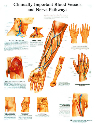 3B Scientific® Blood Vessel Chart