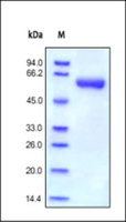 Human Recombinant MMP9 (catalytic domain) (from HEK293 Cells)