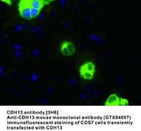 Anti-CDH13 (Cadherin 13 H-Cadherin (heart)) Mouse Monoclonal Antibody [clone: 3H6]