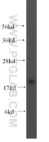 Anti-NUDT1 Rabbit Polyclonal Antibody