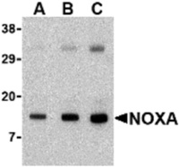 Anti-PMAIP1 Rabbit Polyclonal Antibody