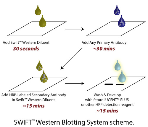 SWIFT™ Western Blotting One Hour Detection System, G-Biosciences