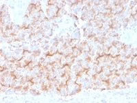 Anti-alpha Tubulin Mouse Monoclonal Antibody [clone: TUBA/3038]