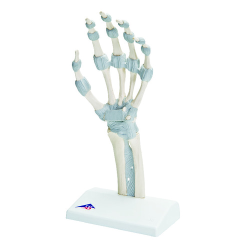 Model Hand Skeleton W/Elastic Ligaments