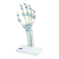 3B Scientific® Hand Skeleton with Elastic Ligaments