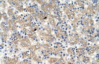Anti-TSPAN32 Rabbit Polyclonal Antibody
