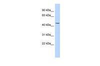 Anti-CK24 Rabbit Polyclonal Antibody