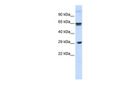Anti-CLEC4M Rabbit Polyclonal Antibody