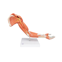 3B Scientific® Muscled Arm