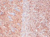 Anti-KCNQ4 Mouse Monoclonal Antibody [clone: S43-6]