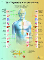 3B Scientific® Vegetative Nervous Chart